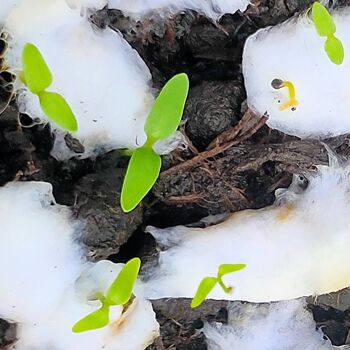 Carte écologique + cadeau de semences plantables. Fête des pères. Papa arc-en-ciel enveloppé 3