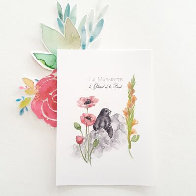 Carte Postale marmotte