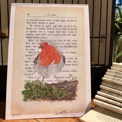 Art Print - Red Robin - No Frame