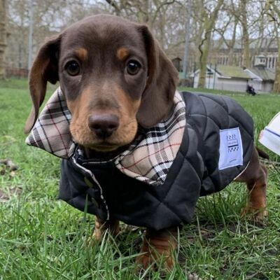 Waterproof Padded Burberry Coat - XLarge Dachshund