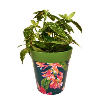 Fleurs tropicales, pots plastique intérieur/extérieur 22cm x 22cm 3