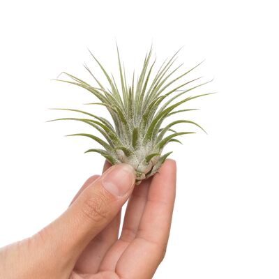 Tillandsia ionantha ionantha medium