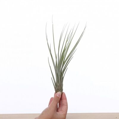 Tillandsia juncea mediana