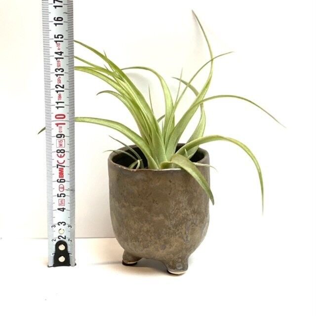 Bronze pot (legs) with capitata