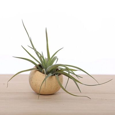 Air plant in bellcup