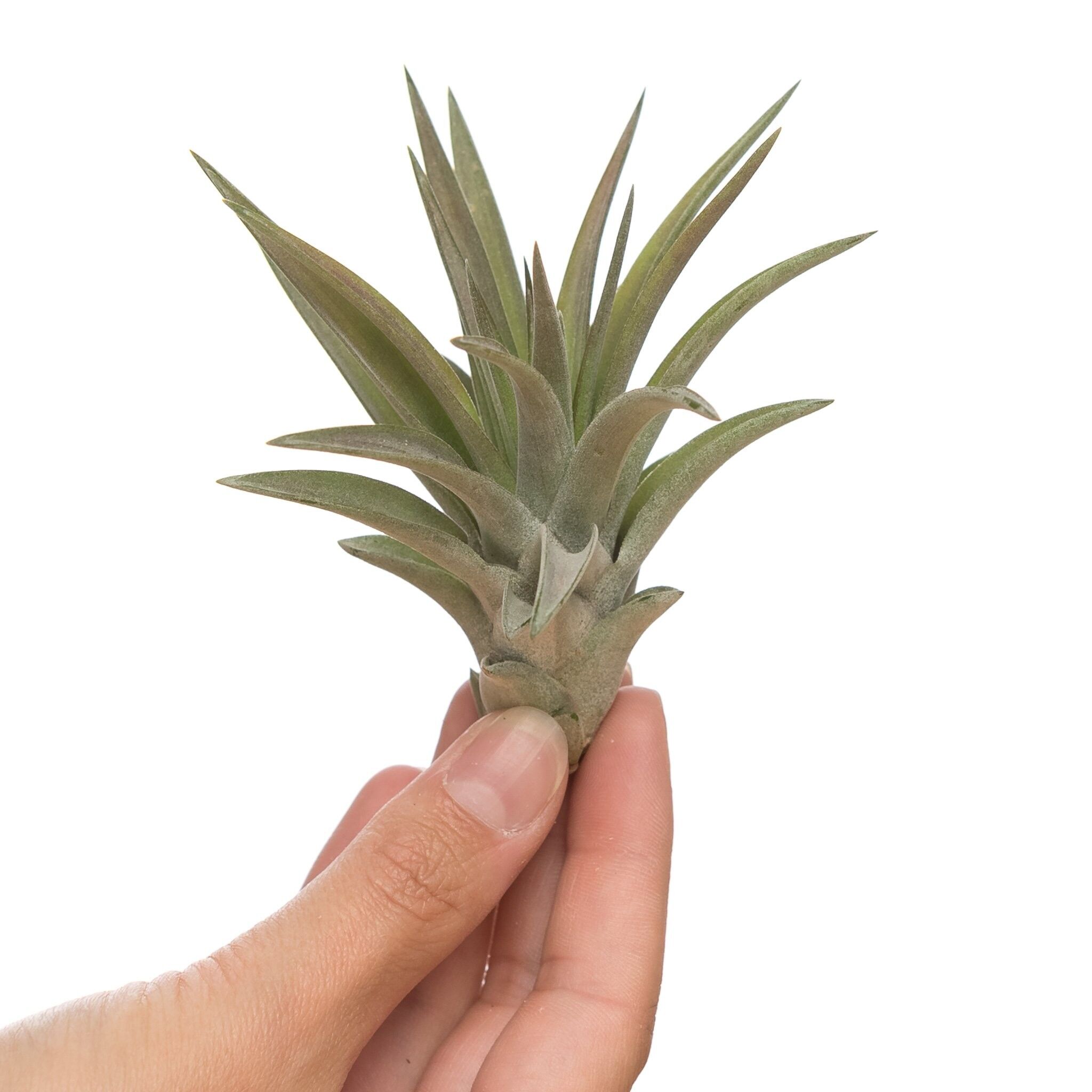 Tillandsia branch. var.multiflore environmental