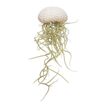 Jellyfish small white + Tillandsia usneoides