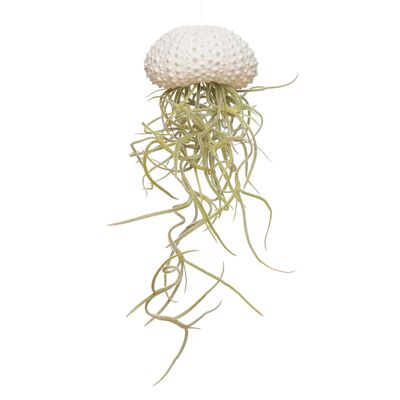 Medusa piccola bianca + Tillandsia usneoides
