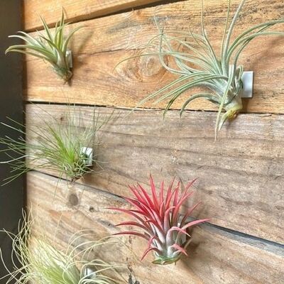 3x Ceiling stickers / airplant sticker