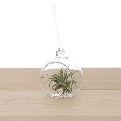 Tillandsia in Glass Bulb 6cm