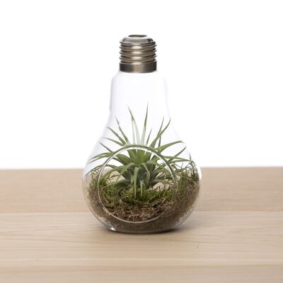 Lightbulb + airplant (and moss)