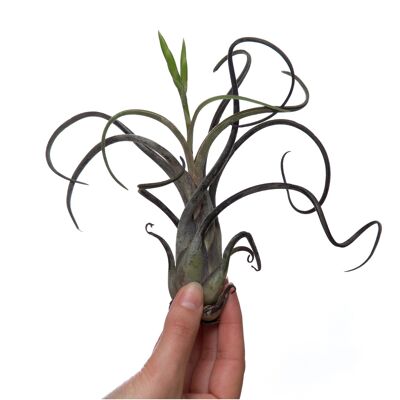 Tillandsia Caput Medusae - Grande