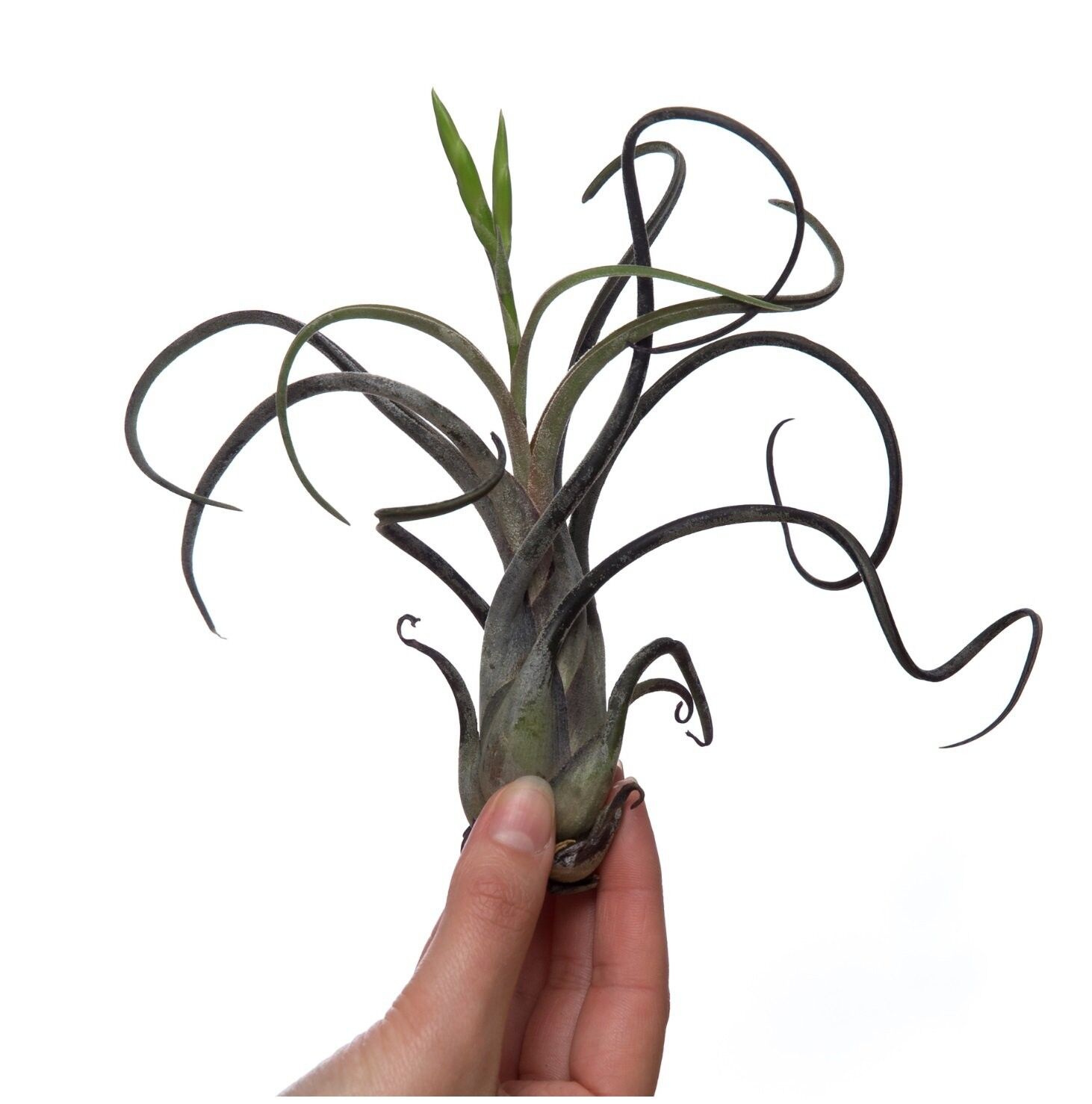 Tillandsia Caput Medusae - XL