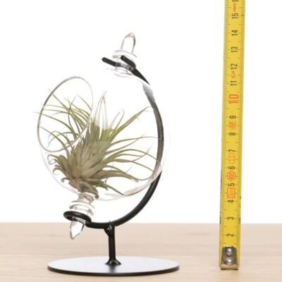 Petit globe + moyen ionantha