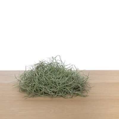 Tillandsia usneoides - Spanish moss (medium)