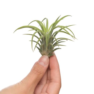 Tillandsia Ionantha Rubra - Petit