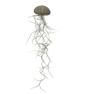 Jellyfish green medium spanish moss