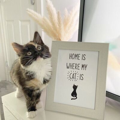 El hogar es donde está mi gato Animal Impresión simple A4 alto brillo