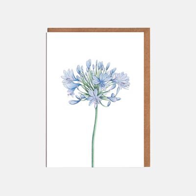 Tarjeta en blanco de Agapanthus