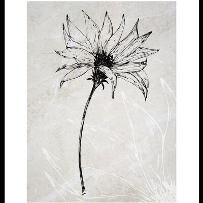 Leucanthemum vulgare-poster- 30x40