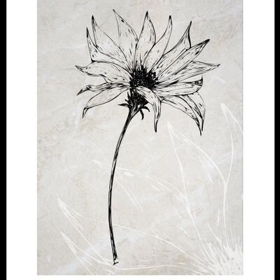 Leucanthemum vulgare-poster- 50x70