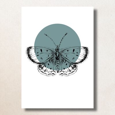 Vlinder, Groenblauwe stip / A6 / Card