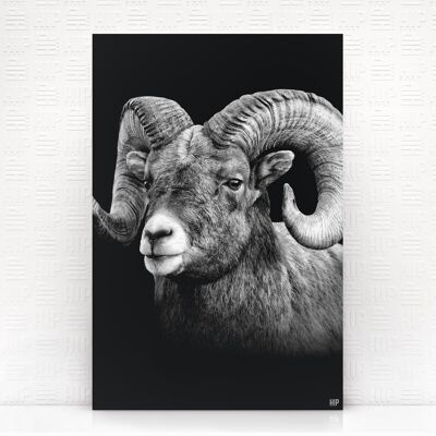 HIP ORGNL® Aries - 60 x 90 cm