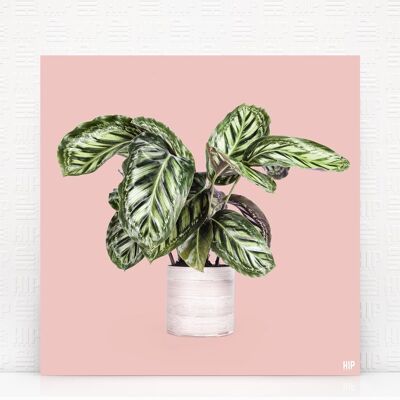 HIP ORGNL® Pavone - 100 x 100 cm, rosa tenue