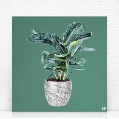 HIP ORGNL® Banane - 80 x 80 cm, Vert Profond