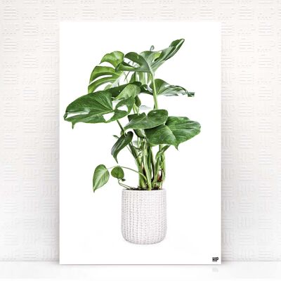 HIP ORGNL® Hoja Sagrada - 60 x 90 cm, Blanco