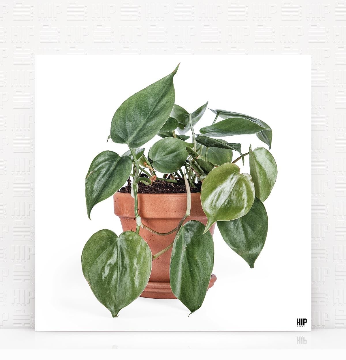 HIP ORGNL® Scandy - 40 x 40 cm, bianco