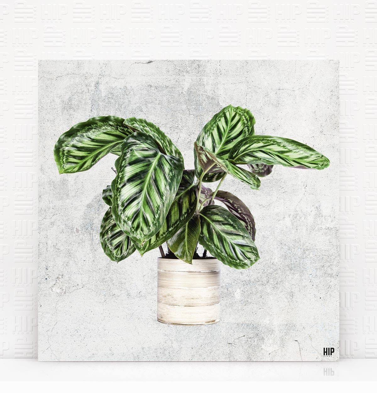 HIP ORGNL® Pavone - 40 x 40 cm, Pietra