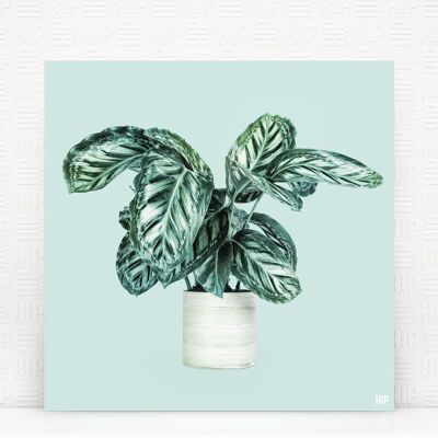 HIP ORGNL® Pavo Real - 60 x 60 cm, Menta