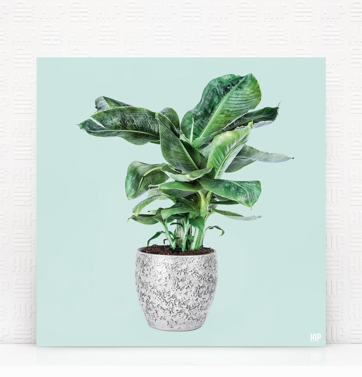 HIP ORGNL® Banana - 40 x 40 cm, menta