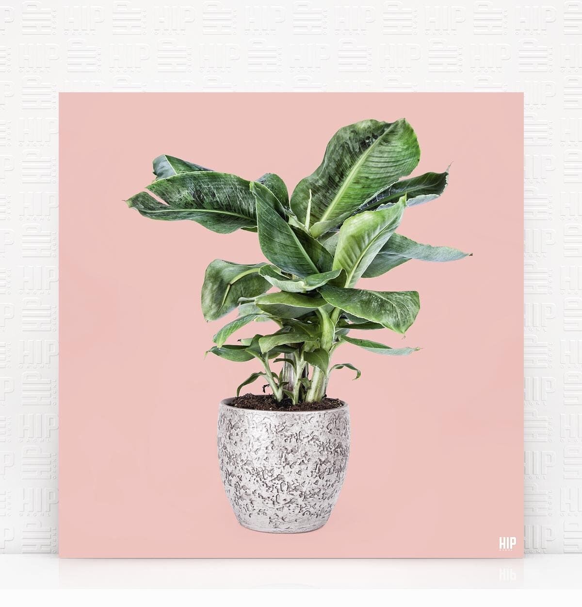 HIP ORGNL® Banana - 40 x 40 cm, rosa tenue