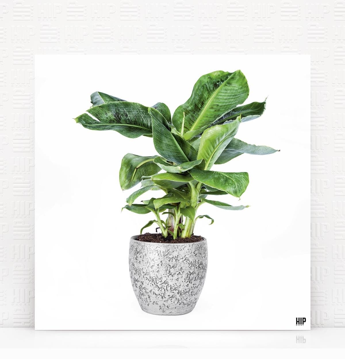 HIP ORGNL® Banana - 40 x 40 cm, Bianco