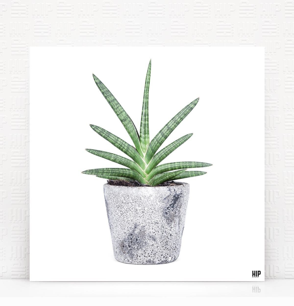 HIP ORGNL® Lingua - 40 x 40 cm, Bianco