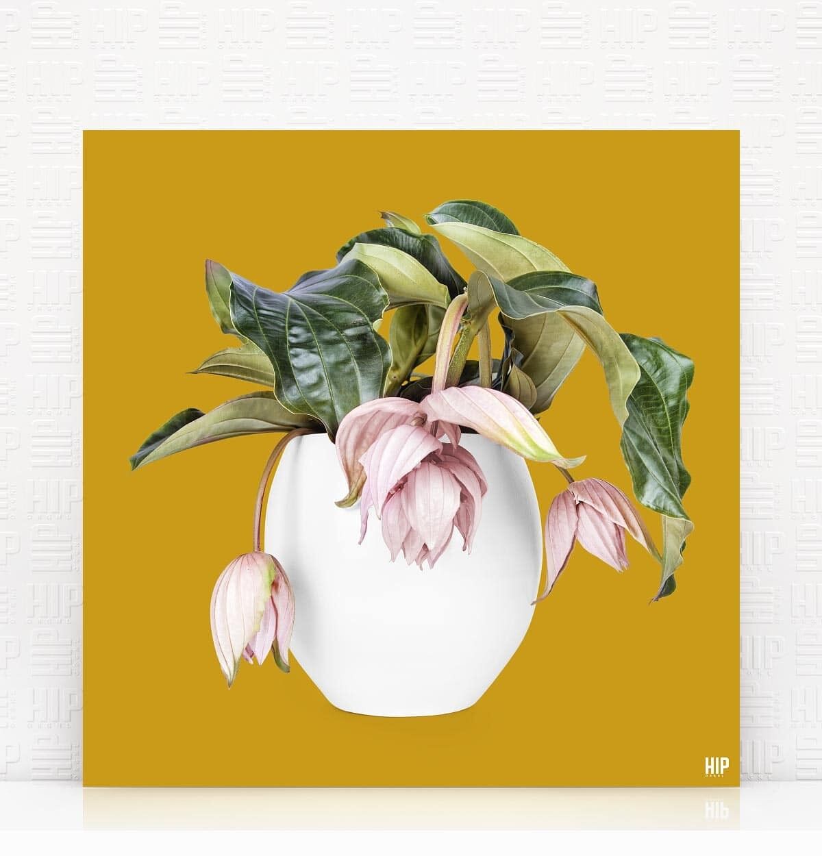 HIP ORGNL® Magnifica - 40 x 40 cm, Giallo ocra