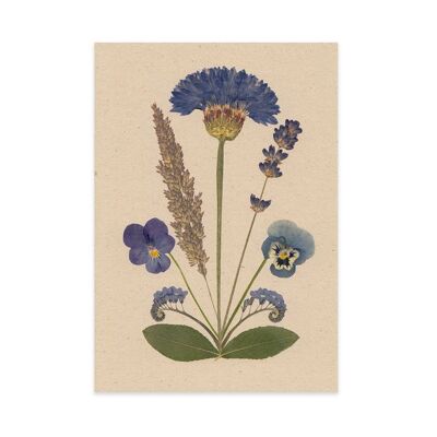 Flower postcard cornflower