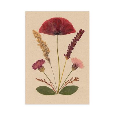 Flowers postcard poppy