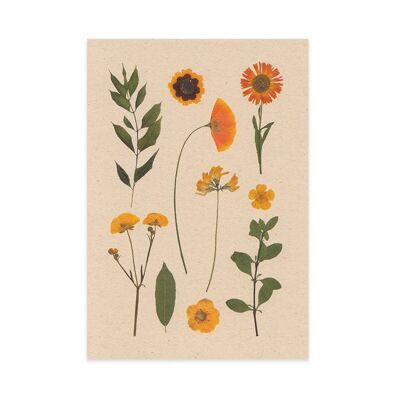 Flower postcard herbarium yellow