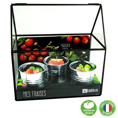 Price drop Summer 2024 - Black zinc frame 3 strawberry zinc pots