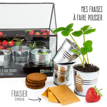 Baisse de prix Eté 2024 - Châssis zinc noir 3 pots zinc fraisiers 3