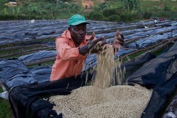 Nyamasheke, RWANDA - Torréfaction Espresso - Aeropress - 250g 2