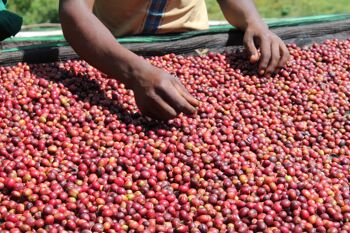 Jimma, Ethiopie DECAF - Torréfaction Espresso - Grain entier - 1kg 4