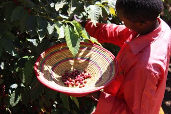 Jimma, Ethiopie DECAF - Torréfaction Espresso - Grain entier - 1kg 5
