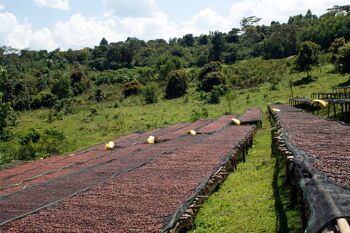 Jimma, Éthiopie DECAF - Rôti d'espresso - Grains entiers - 250g 3