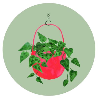 Wall circle Scindapsus Hanging plant 20 cm