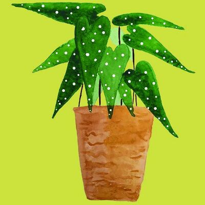 Polka dot plant on cardboard