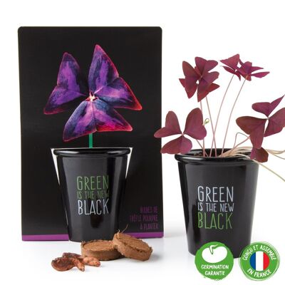 Pot black "Green is the new black" - Purple clover